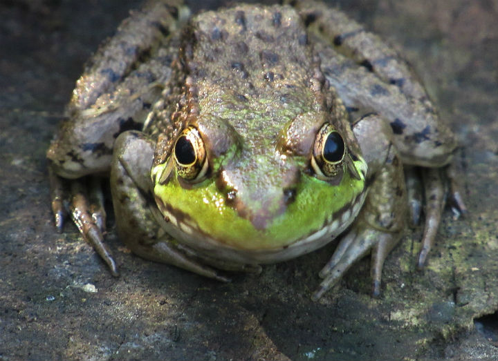 Green Frog